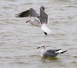 Gulls - Flying & Swimming_29481